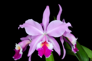 Cattleya jenmanii Kimberly Burzell AM/AOS 83 pts.